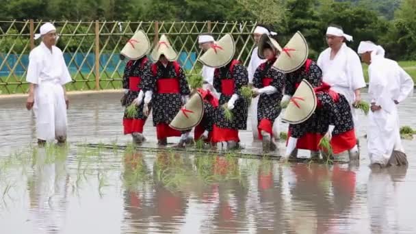 Japanse meisjes planten in een rijstveld — Stockvideo