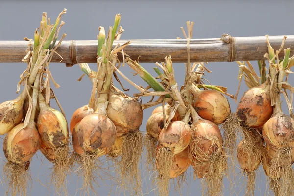 Hanging bunch of onion — Stock Photo, Image