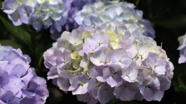 Flores de hortensias — Vídeo de stock