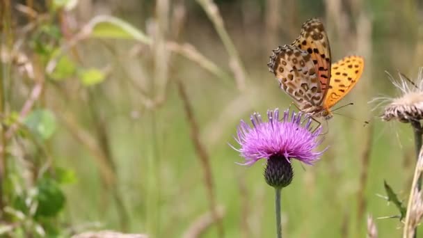 Mariposa fritillaria — Vídeo de stock