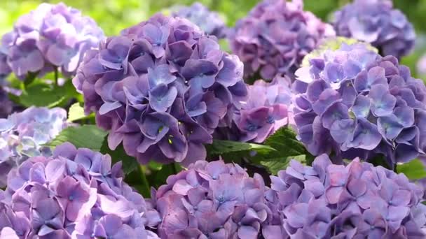 Színes Hortenzia virágok — Stock videók