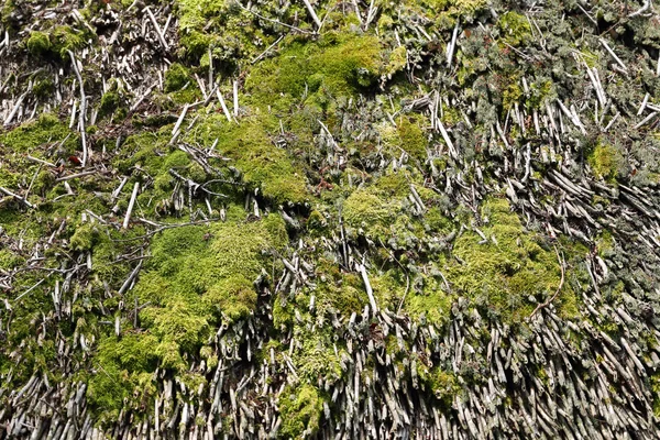 Green moss — Stock Photo, Image