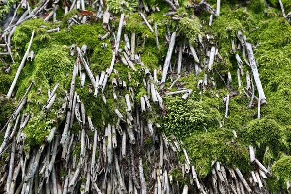 Musgo verde — Foto de Stock