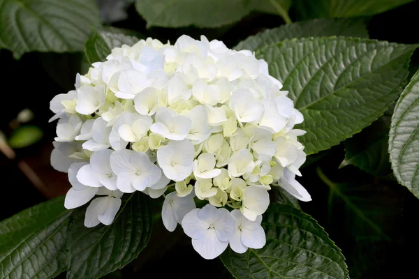 White hydrangea flowers — Stock Photo, Image