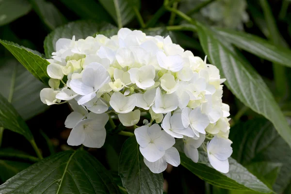 White hydrangea flowers — Stock Photo, Image
