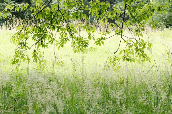 Backlit leaves in forest — Stockfoto