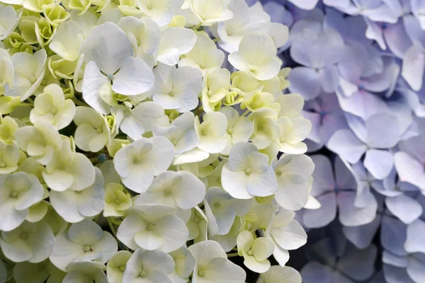 Flores de hortensias — Foto de Stock