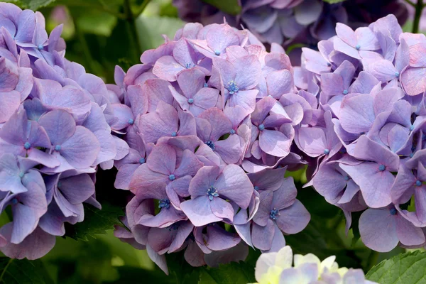 Flores de hortênsia — Fotografia de Stock