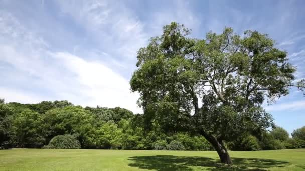 Зеленое травяное поле и дерево — стоковое видео