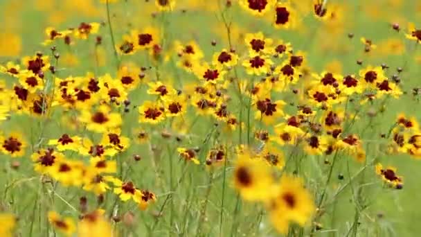 Campo de flores Cosmos — Vídeo de Stock