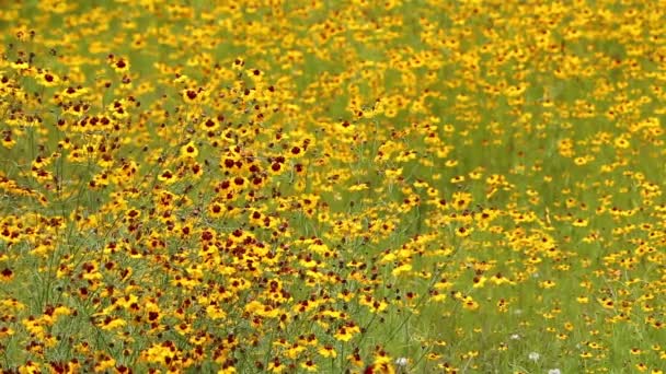 Cosmos campo de flores — Vídeos de Stock