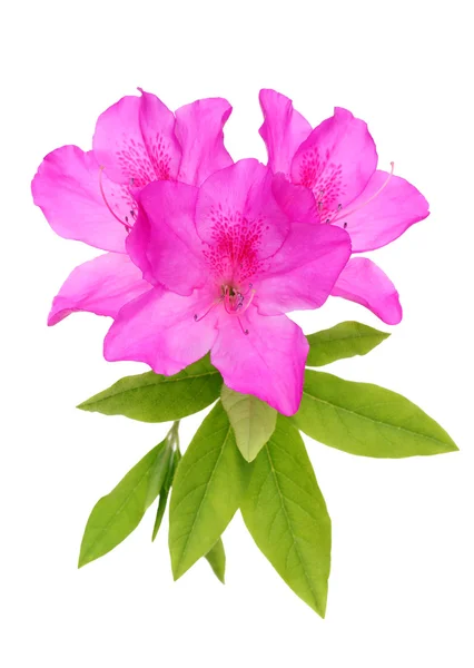 Lila azalea blomma — Stockfoto