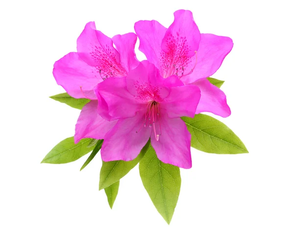 Azalea virág — Stock Fotó