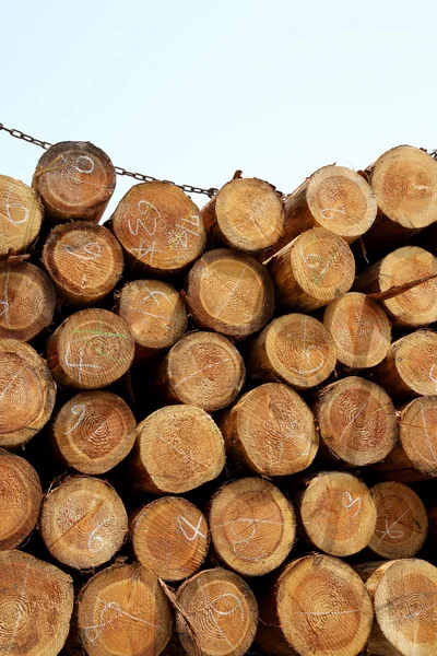 Stack of logs — Stock Photo, Image