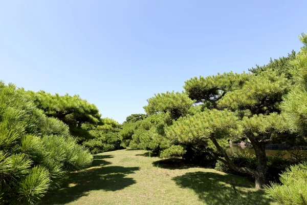 Parque de la ciudad con pinos — Foto de Stock