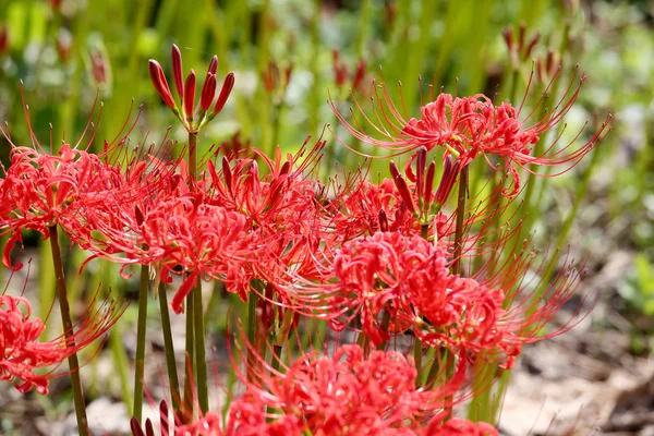 Lilia Red spider, amarylis klastra — Zdjęcie stockowe