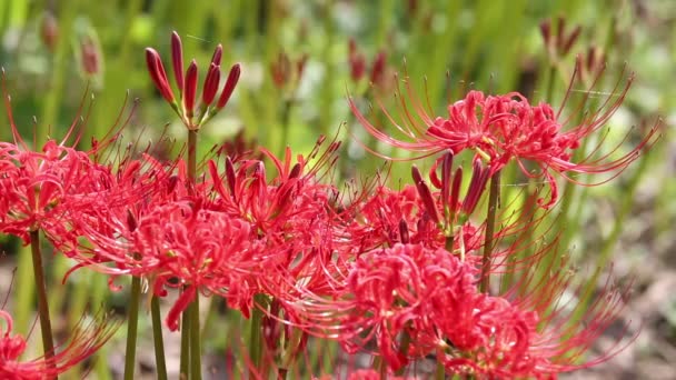 Red spider lily, cluster amaryllis — Stock Video