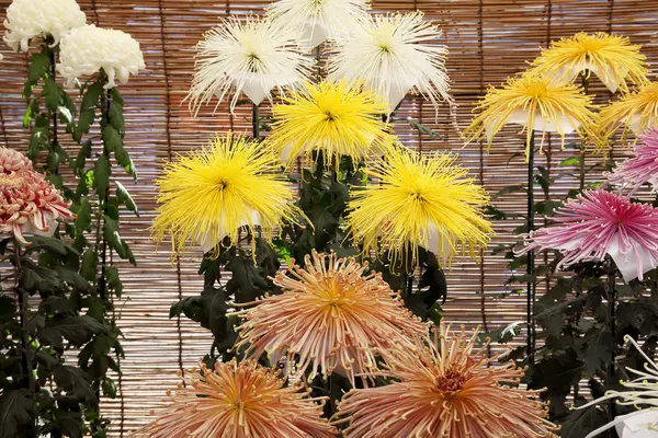 Chrysanthemums mekar di taman — Stok Foto