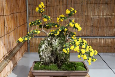Krizantem çiçek Bonsai