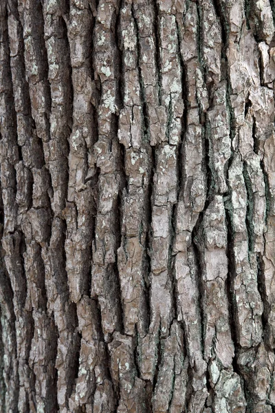 Camphor tree surface — Stock Photo, Image