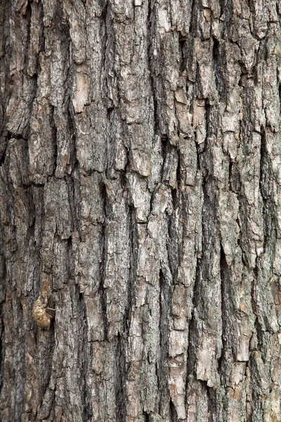 Camphor tree surface — Stock Photo, Image