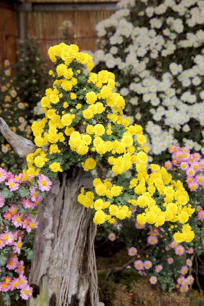 Bonsai de flores de crisântemo — Fotografia de Stock