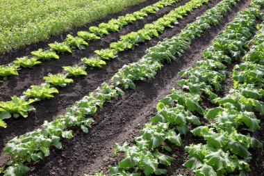 Bir gruptaki şalgam bitki