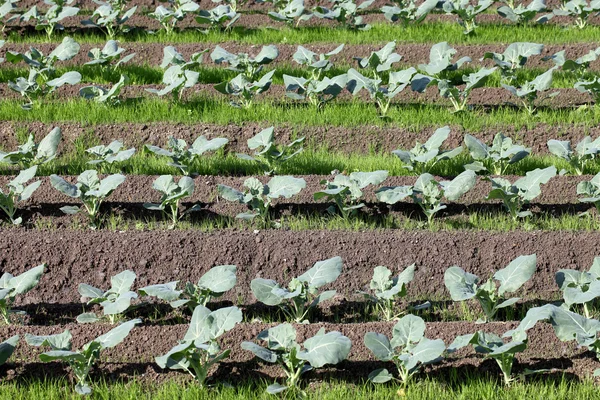 Brokolici závod na farmě — Stock fotografie