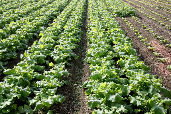 Radishes growing farm — Stock Photo, Image