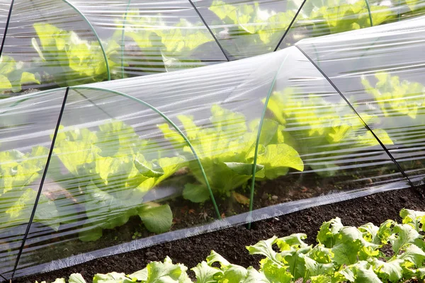 Vegetable greenhouse for farming — Stock Photo, Image