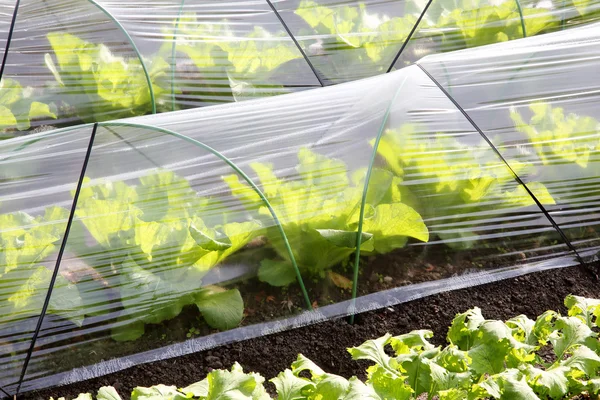 Serre de légumes pour l'agriculture — Photo