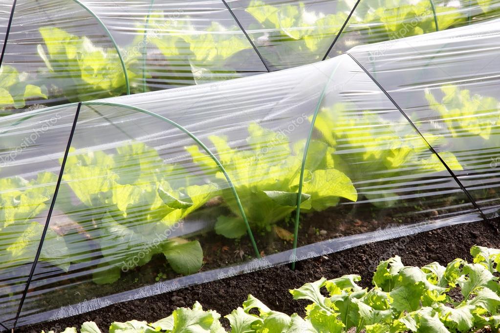 Vegetable greenhouse for farming Stock Photo by ©akiyoko74 90916334