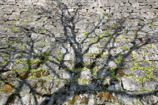 Sombra de árvore na parede de pedra — Fotografia de Stock