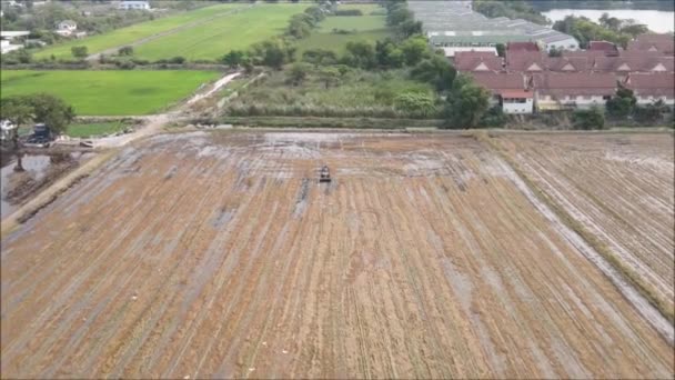 Aerial View Rice Field Bangkok Thailand — Stock Video