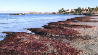 Şili 'deki Caldera plajında manzara ve kayalık plaj
