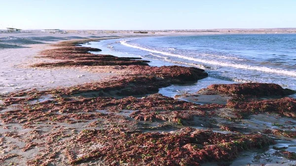 Krajobraz Skalista Plaża Plaży Caldera Chile — Zdjęcie stockowe