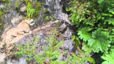 Şili 'deki Puyuhuapi, Chaiten Patagonia' ya seyahat