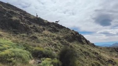 Şili 'deki Patagonya Ulusal Parkı