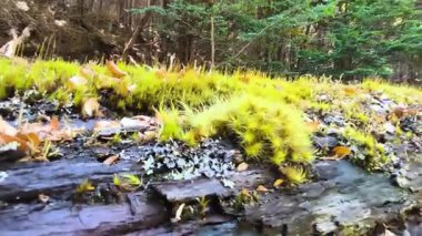 Şili 'deki Patagonya Ulusal Parkı