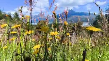 Şili 'deki Patagonya Ulusal Parkı