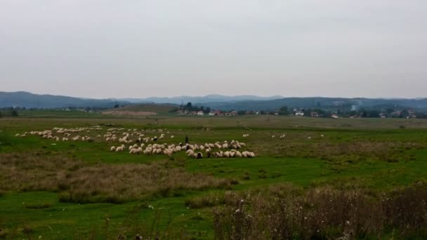 Ovelhas em Prado verde com montanhas ao fundo — Vídeo de Stock