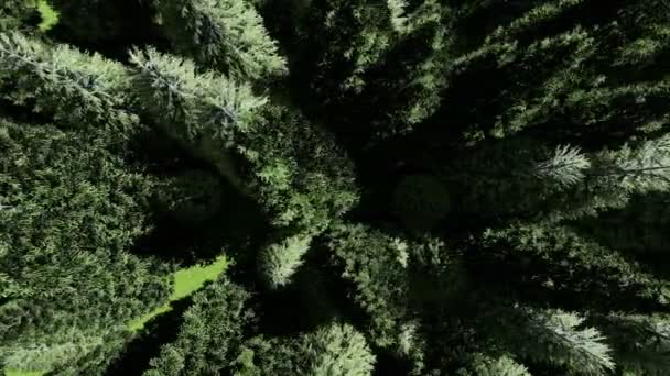 Cruising in the forest