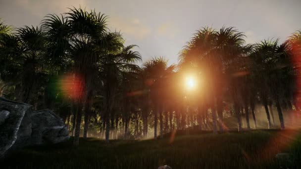 Plantação de árvores de Palma de óleo contra belo nascer do sol — Vídeo de Stock