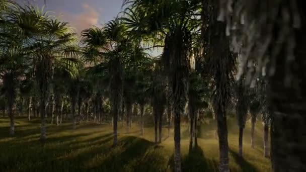 Plantation de palmiers à huile contre beau lever de soleil, voler à travers — Video