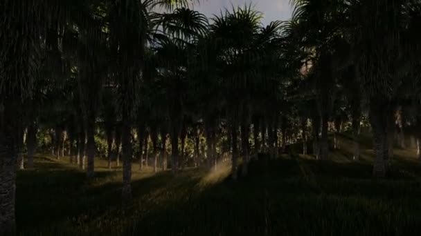 Oil Palm Tree Plantation against beautiful sunset, fly through — Stock Video