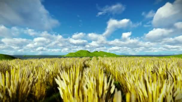 美しいタイムラプス雲と麦畑 — ストック動画