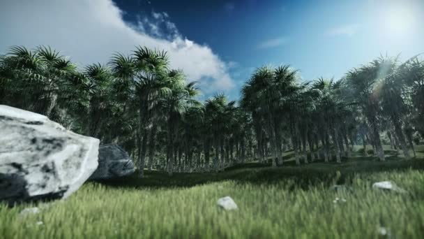 Plantation de palmiers à huile contre timelapse nuages — Video