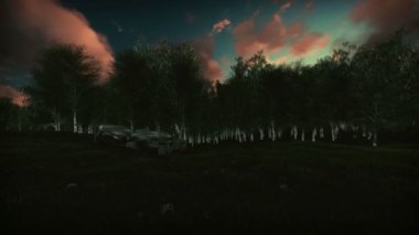 Gün batımı, kamera kaldırma, huş ağacı orman