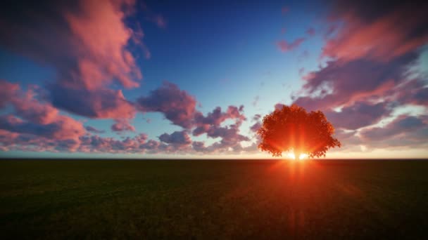 Isolated tree on green meadow, timelapse sunrise — Stock Video