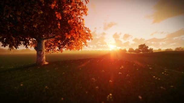 Дерево життя на заході сонця, нахил — стокове відео